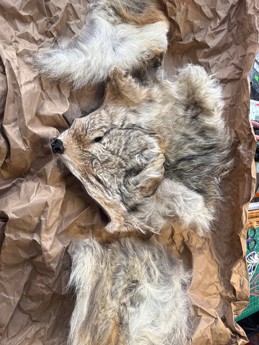 WY Coyote mask and hind quarters